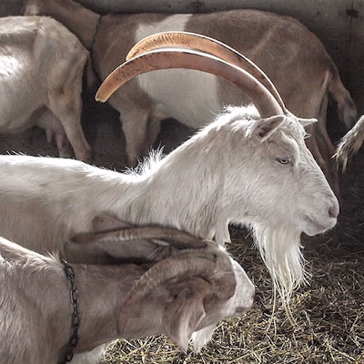 Cassis et Mélisse in Saint-Damien-de-Buckland: a delicious farm escape in the heart of Bellechasse